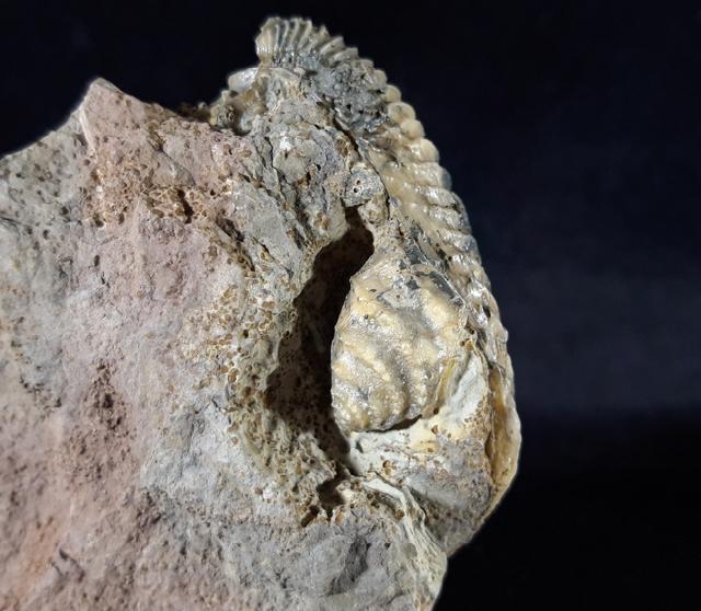 Trigonia interlaevigata (QUENSTEDT 1858) & Myophorella clavellata (SOWERBY) - Bild © FossNet FossilienStore